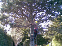 Tree Operations